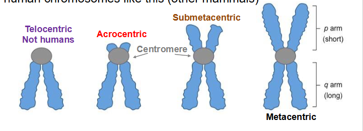 <p>Chromosome Centromere position (NAMING ONLY)</p>