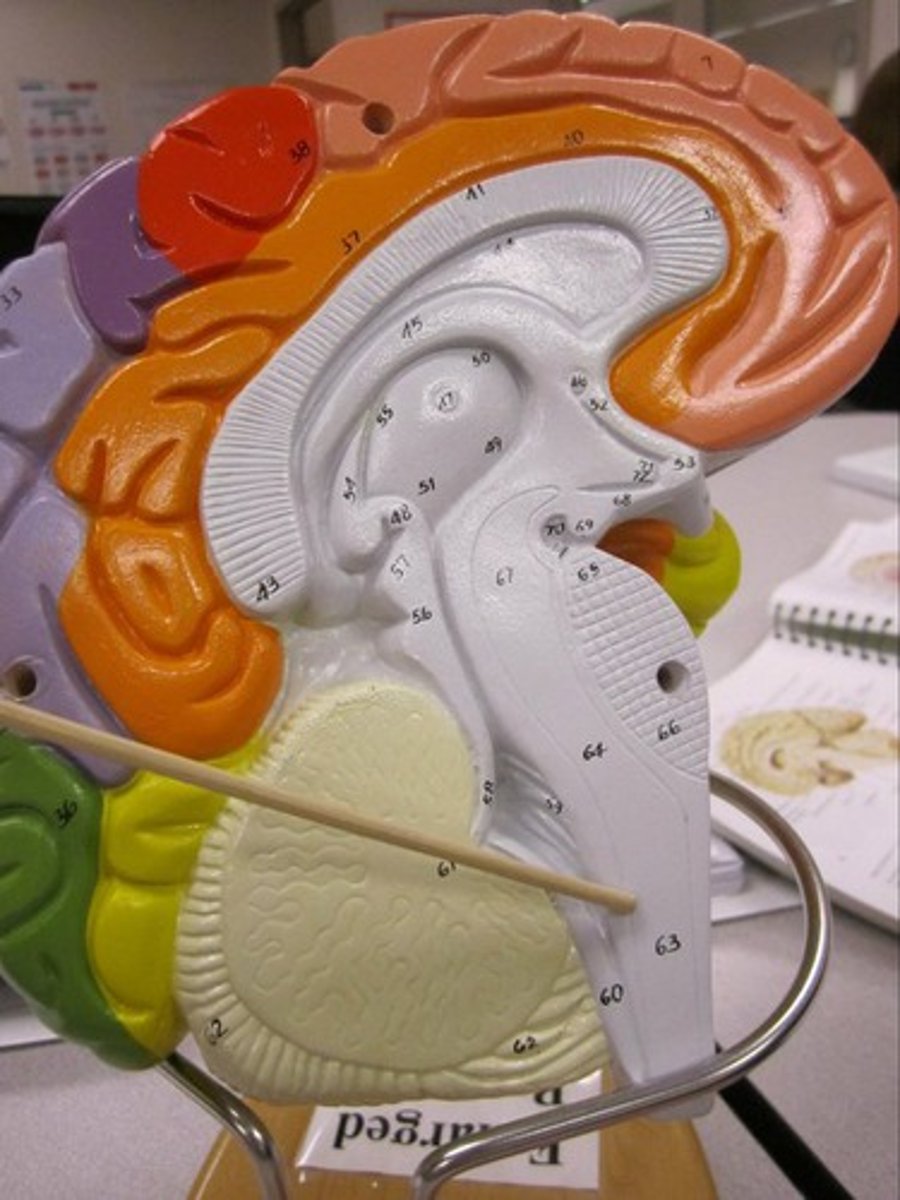 <p>Regulate involuntary actions like the intestines, heart, and glands.</p>