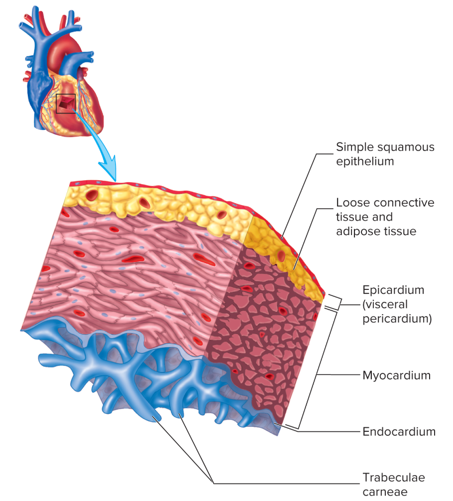 <p>in → out</p><ol><li><p>Endocardium (simple squamous &amp; connective tissue)</p></li><li><p>Myocardium</p></li><li><p>Parietal Pericardium</p></li></ol><ul><li><p>Pericardial cavity = pericardial fluid</p></li><li><p></p></li></ul><p></p>