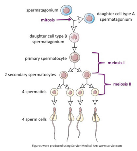 <p>Developed from spermatids</p>