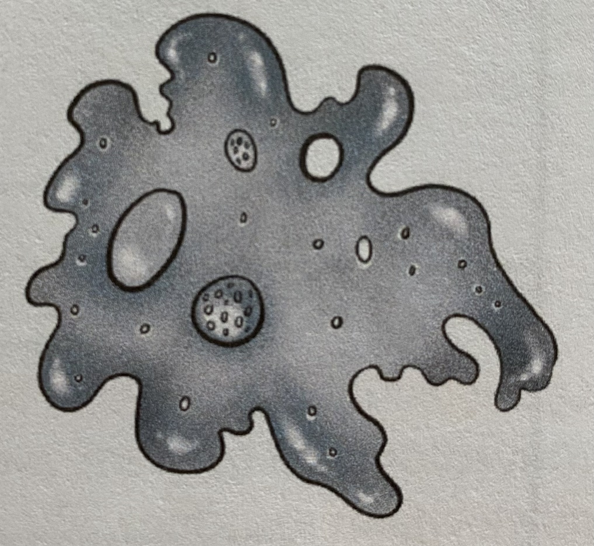 The _______________ form has an irregular shape and moves by cytoplasmic streaming using pseudopodia, this type of movement is typically slow. 
