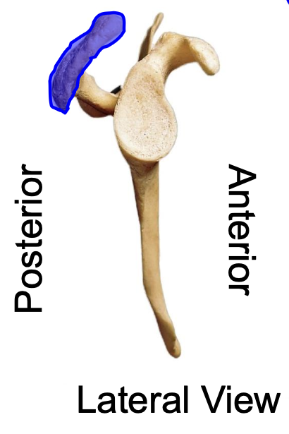 <p>acromion (acromial process) of scapula lateral view</p>