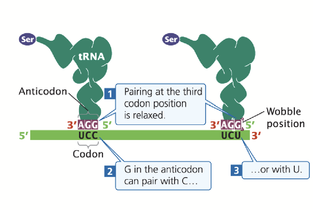 <p>Base-pairing between mRNA codons and aminoacyl tRNAs is “anti-parallel”, but there is flexibility in binding at the third codon position (first anti-codon position).</p><p>Permits the tRNA anti-codon to bind to multiple codons in the mRNA.</p><p>Oftentimes, the base in the third codon position can be changed and still specify the same amino acid. This feature of the genetic code explains degeneracy.</p>