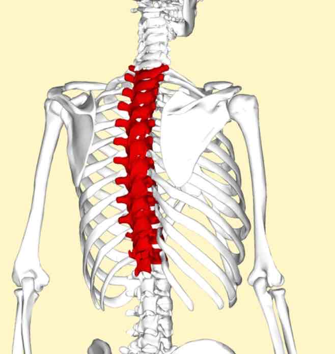 <p>The chest or thorax </p>