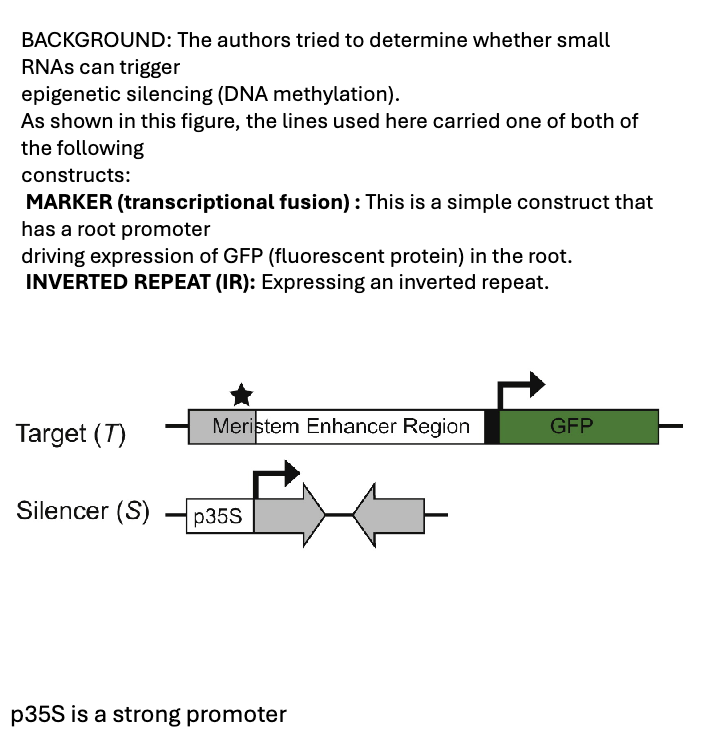 <p><span style="color: #ffffff">1. As shown in this figure, the inverted repeat in the IR construct will generate an RNA that can fold onto itself (no bulges). What will this trigger?</span><span style="color: #ffffff"><br></span><span style="color: #ffffff">A. The production of siRNAs</span><span style="color: #ffffff"><br></span><span style="color: #ffffff">B. The production of miRNA</span></p><p><span style="color: #ffffff">2. One portion of the inverted repeat sequence in the IR is complementary to the root promoter of MARKER (areas shown in grey). What will the siRNAs</span><span style="color: #ffffff"><br></span><span style="color: #ffffff">target?</span><span style="color: #ffffff"><br></span><span style="color: #ffffff">A. Only the IR construct</span><span style="color: #ffffff"><br></span><span style="color: #ffffff">B. Only the Root MARKER</span><span style="color: #ffffff"><br></span><span style="color: #ffffff">C. Any sequence that is similar to the inverted repeat, including the IR and the MARKER Promoter</span></p><p><span style="color: #ffffff">3. Based on what we know about RdDM, what will these siRNAs trigger?</span><span style="color: #ffffff"><br></span><span style="color: #ffffff">A. DNA methylation at the target regions</span><span style="color: #ffffff"><br></span><span style="color: #ffffff">B. Production of miRNAs at the target regions</span><span style="color: #ffffff"><br></span><span style="color: #ffffff">C. The expression of GFP</span></p><p></p>