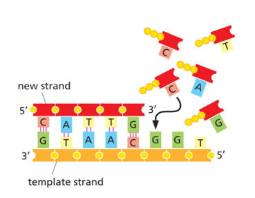 <ul><li><p>DNA polymerase uses the parent strand as a template and moves along it 3′ → 5′.</p></li><li><p>Because it can only add nucleotides to a free 3′-OH, the new DNA strand is synthesised 5′ → 3′. </p></li><li><p>The two strands are antiparallel.</p></li></ul><p></p>