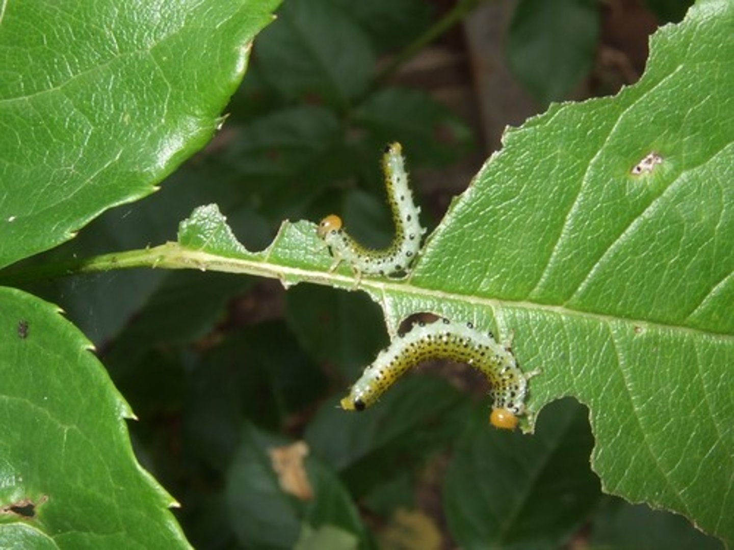 <p>any organism that damages valuable crops</p>