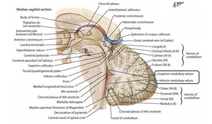 <ul><li><p>To observe roof of 4th ventricle — sagittal view</p></li><li><p>Cerebellum lies over the roof, which consists of — 2 veli — thin structures made of thin transparent layer of white matter —</p><ul><li><p>Superior medullary velum</p></li><li><p>Inferior medullary velum</p><ul><li><p>Presence of choroid plexus — region enriched with capillaries pushing inside the ventricular cavities</p></li><li><p>At the level of the choroid plexus, we have filtration of blood inside the ventricular cavity to form CSF</p></li></ul></li></ul></li><li><p>The 4th ventricle communicated with the subarachnoid space through 3 openings</p></li><li><p>In the choroid plexus there are fenestrated capillaries to allow passage of blood components into the space separating the capillaries from the epithelial (ependymal) cells, then to a process of filtration to produce CSF</p></li><li><p>At the level of the choroid plexus — blood-CSF barrier</p><ul><li><p>Endothelial &amp; ependymal cells are part of a barrier that separates blood from the CSF produced in the ventricular cavity</p></li></ul></li></ul>