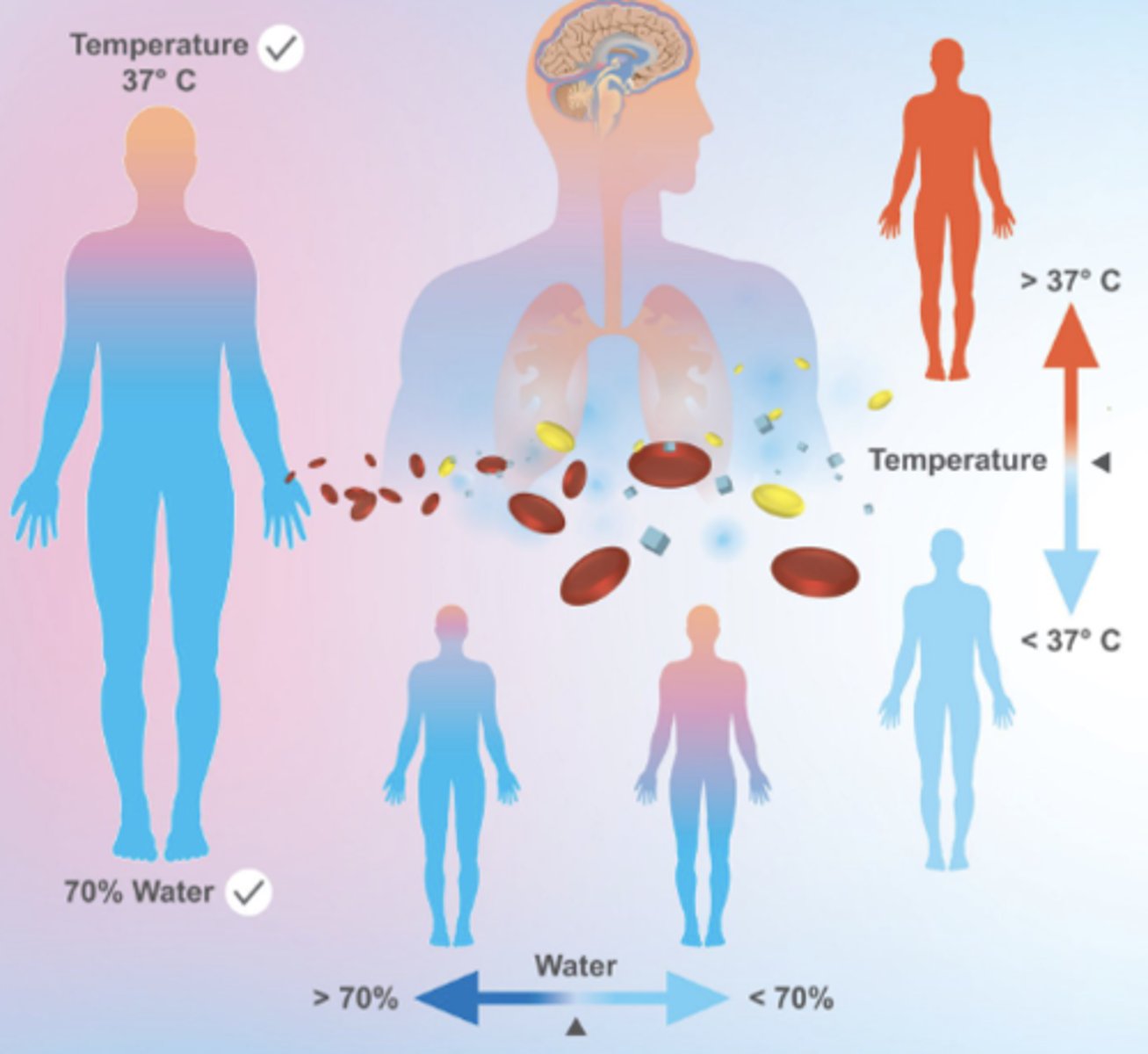<p>the process where organ systems work to maintain (keep) a stable internal environment.</p>