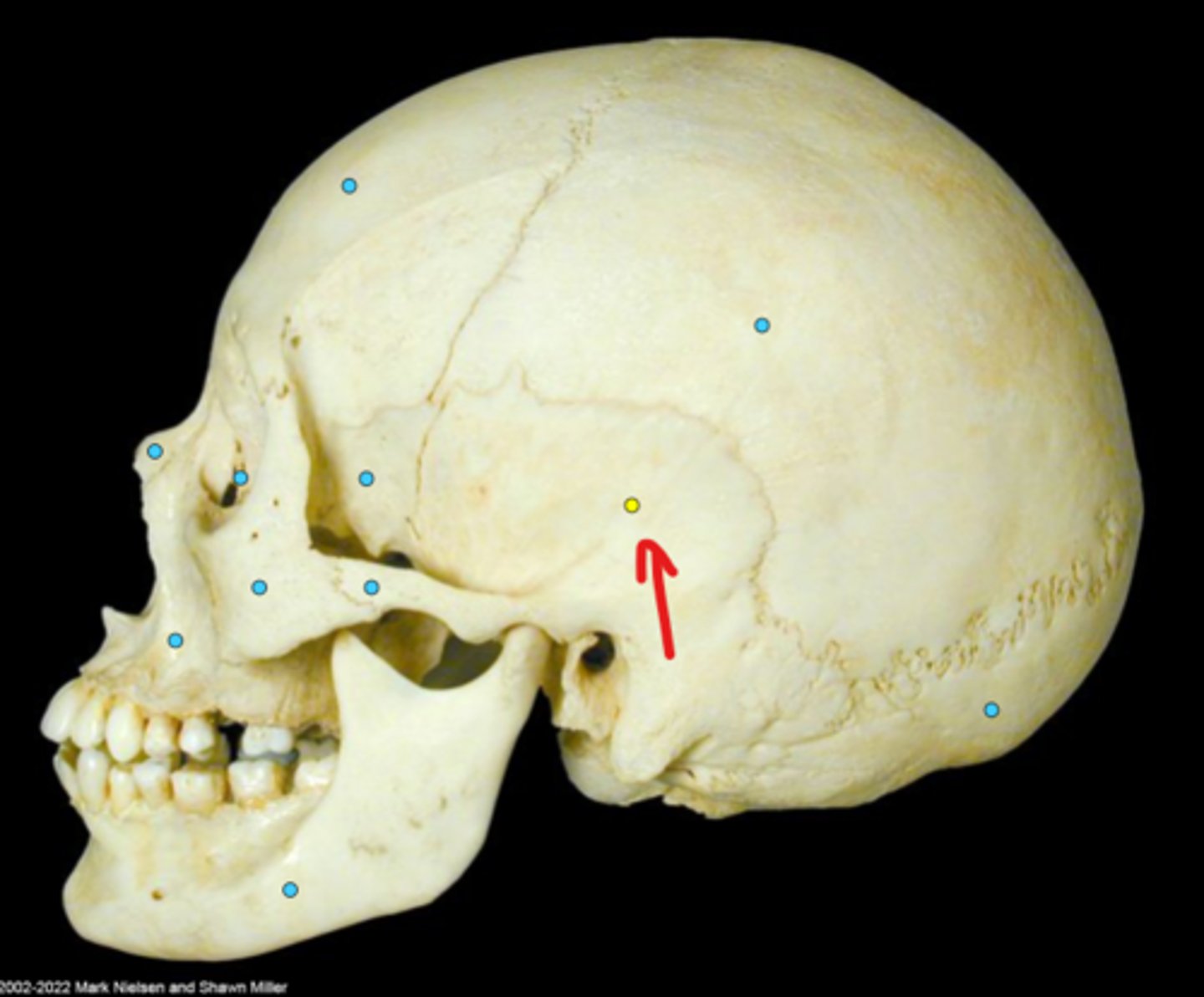 knowt flashcard image