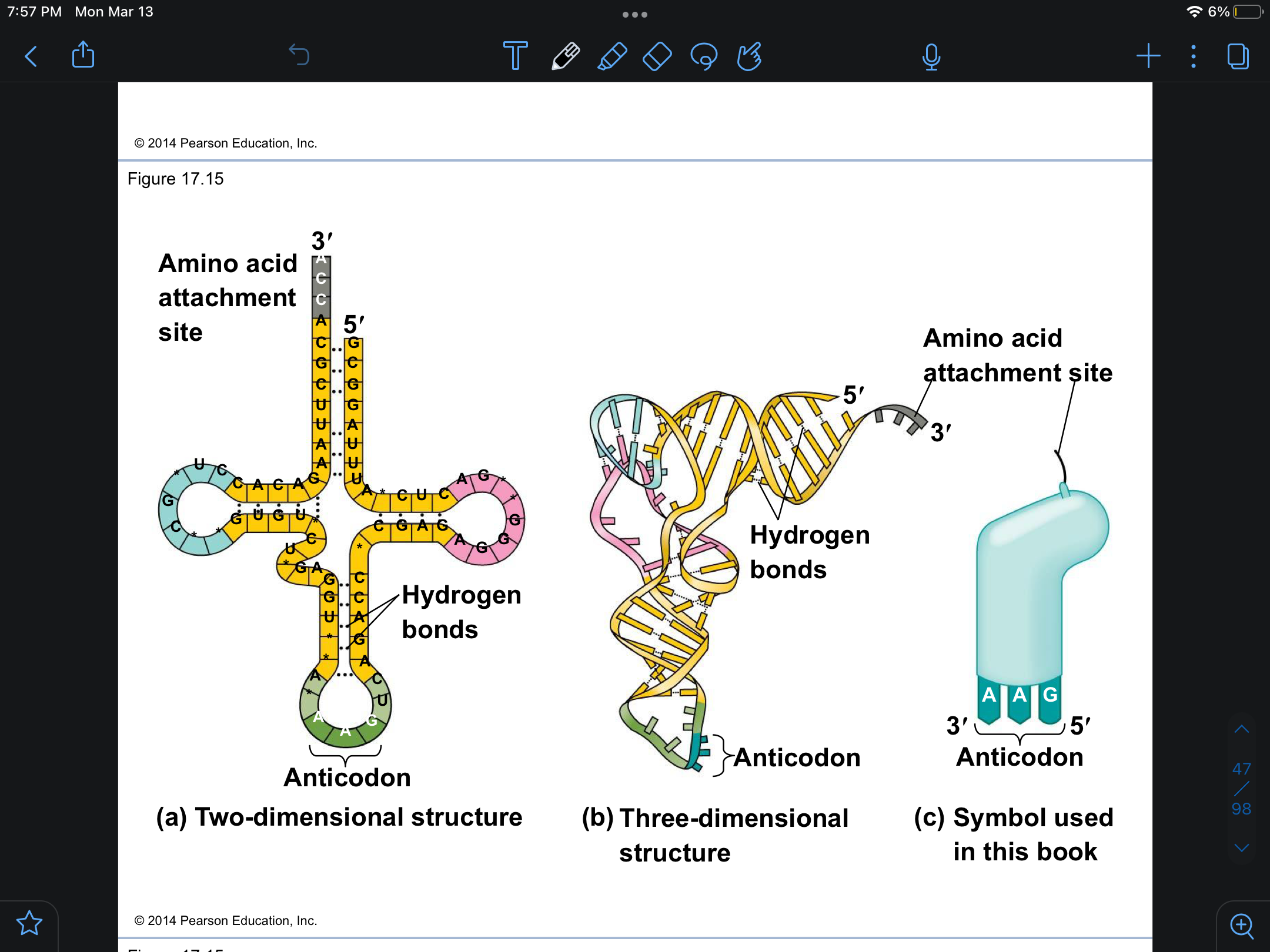 <p>tRNA</p>