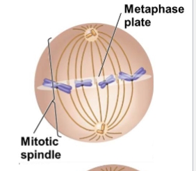 <ol><li><p>Chromosomes move to the cell equator and create metaphase plate</p></li><li><p>two sister chromatids are attached to opposite sides of the cell</p></li></ol><p></p>