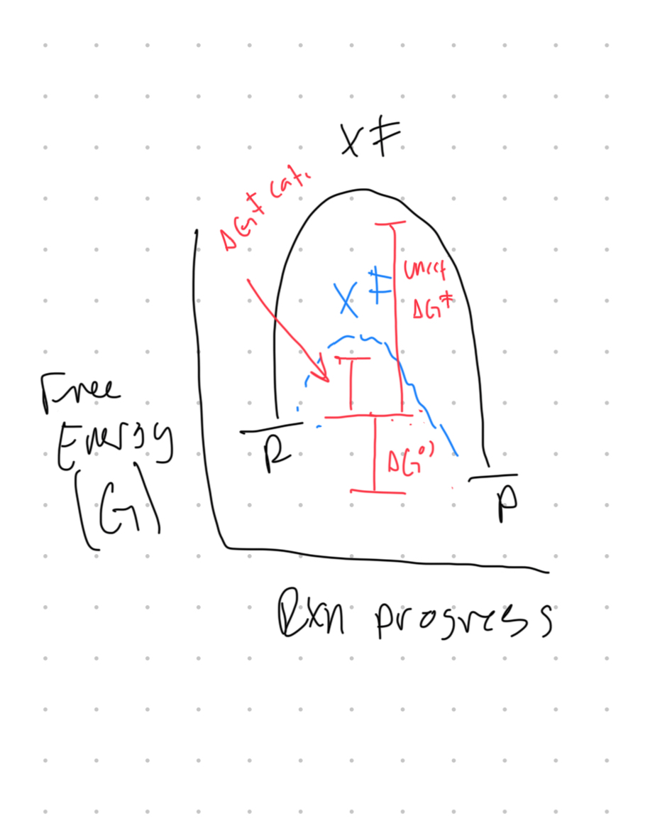 <p>Enzymes catalyze reactions by lowering the activation energy (ΔG‡)/stabilizing the transition state. They do not impact the free energy of the reactants or products, so ΔG°’ (dif. in free energy of products and reactants) remains unchanged. The equilibrium constant remains the same because enzymes impact the speed at which equilibrium is reached not the equilibrium itself.</p>