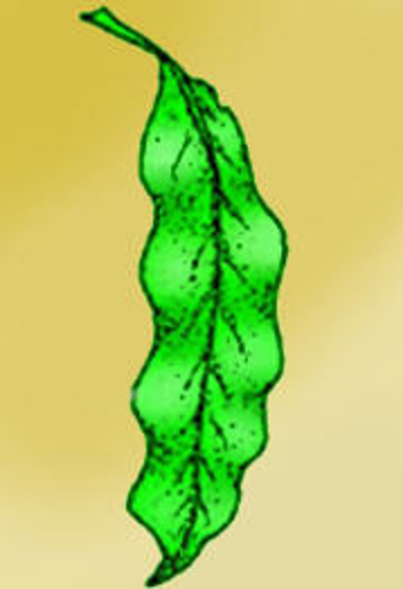 <p>very curled and rolled leaf margin</p>