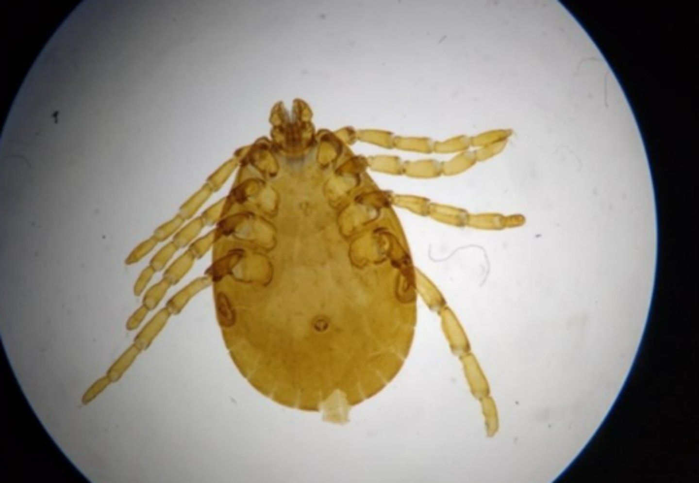 <p>What Phylum, Subphylum, and Class is this animal in?</p>