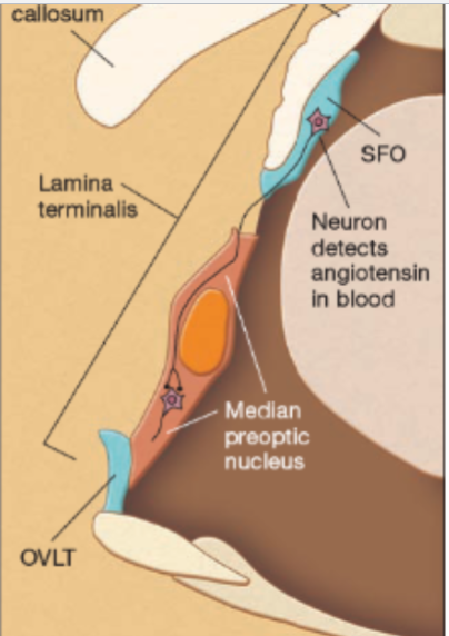 <p>two structures that monitor osmotic thirst; located outside of the blood brain barrier </p>