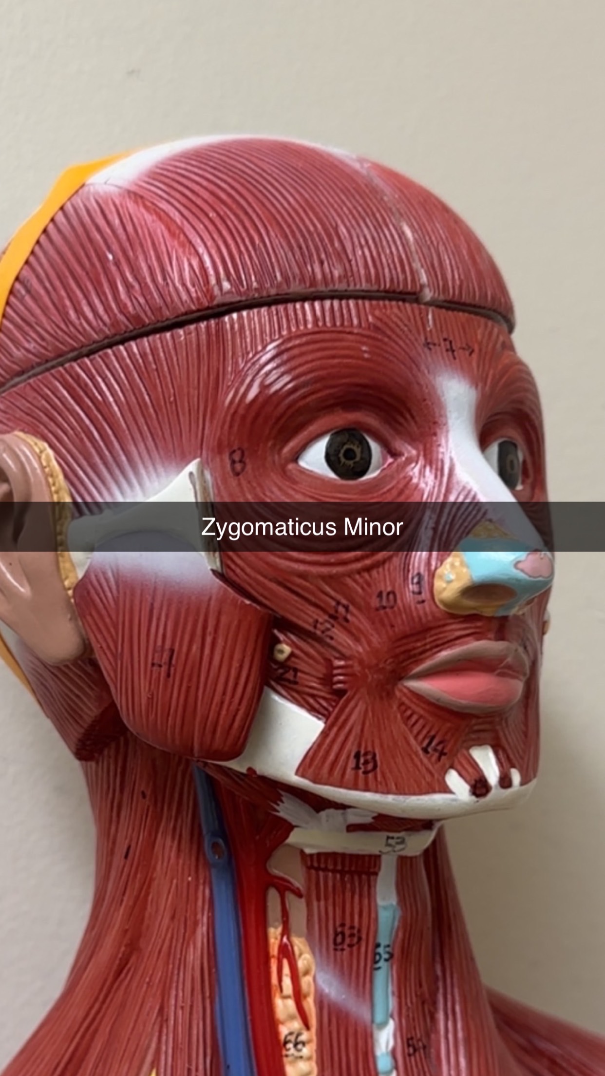 knowt flashcard image