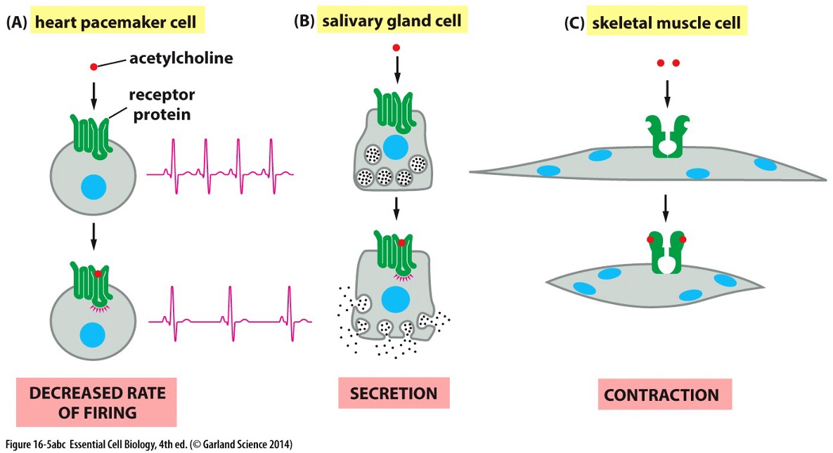<p>Contraction occurs through the sliding filament mechanism, allowing movement and support for the body. </p>
