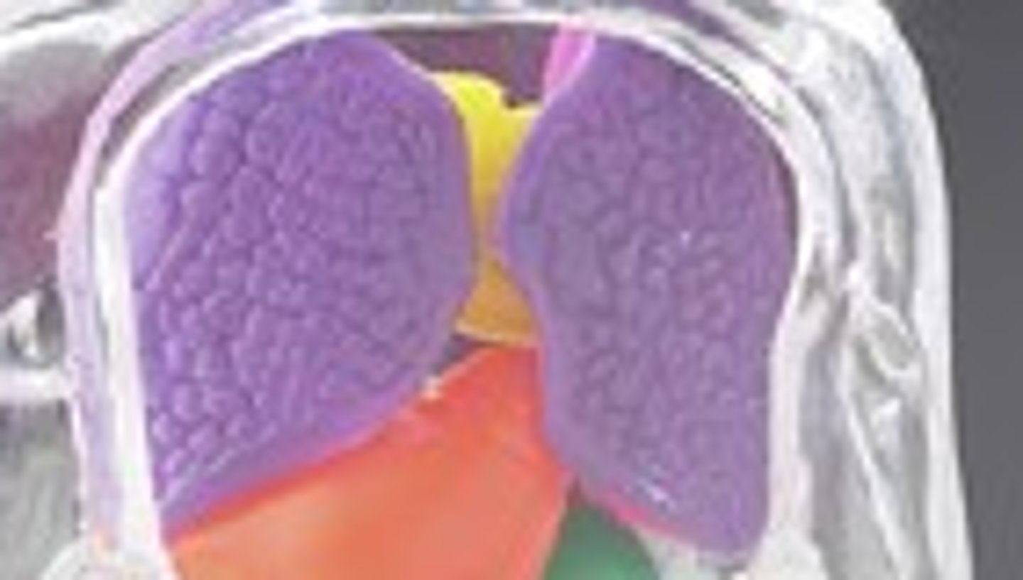<p>contains heart and lungs</p>