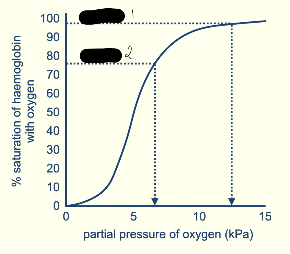 <p>1 and 2 are tissues one has a higher partial pressure identify the tissues and explain why </p>
