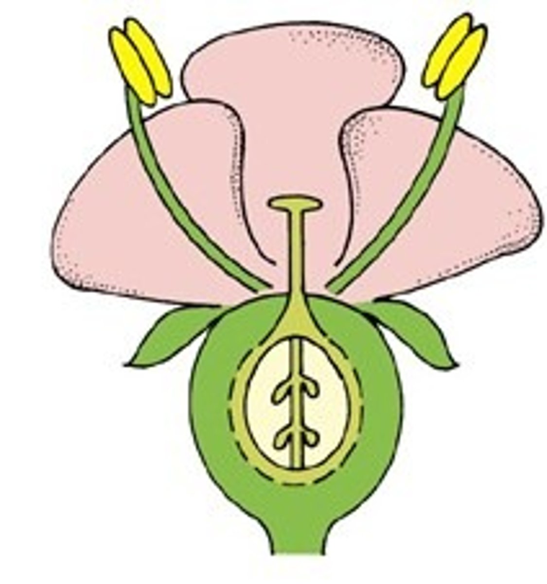 <p>what is it called when the bases of other floral parts are fused to the ovary wall, inserted on or above the ovary?</p>