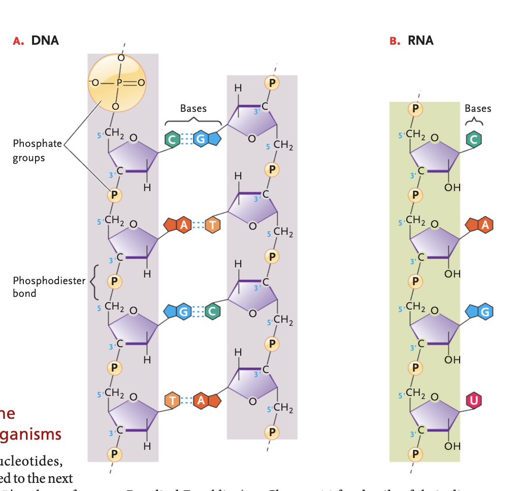 <p>DNA bases (and pairs)</p>
