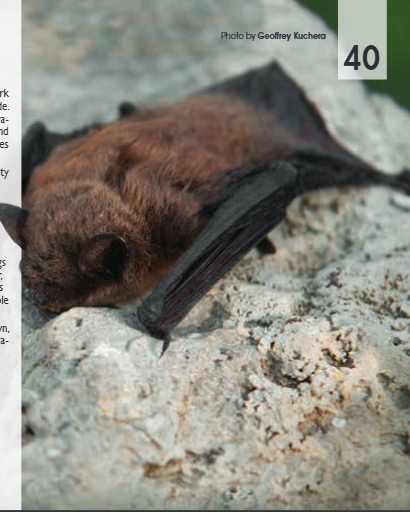 <p><span>Myotis lucifugus</span></p>