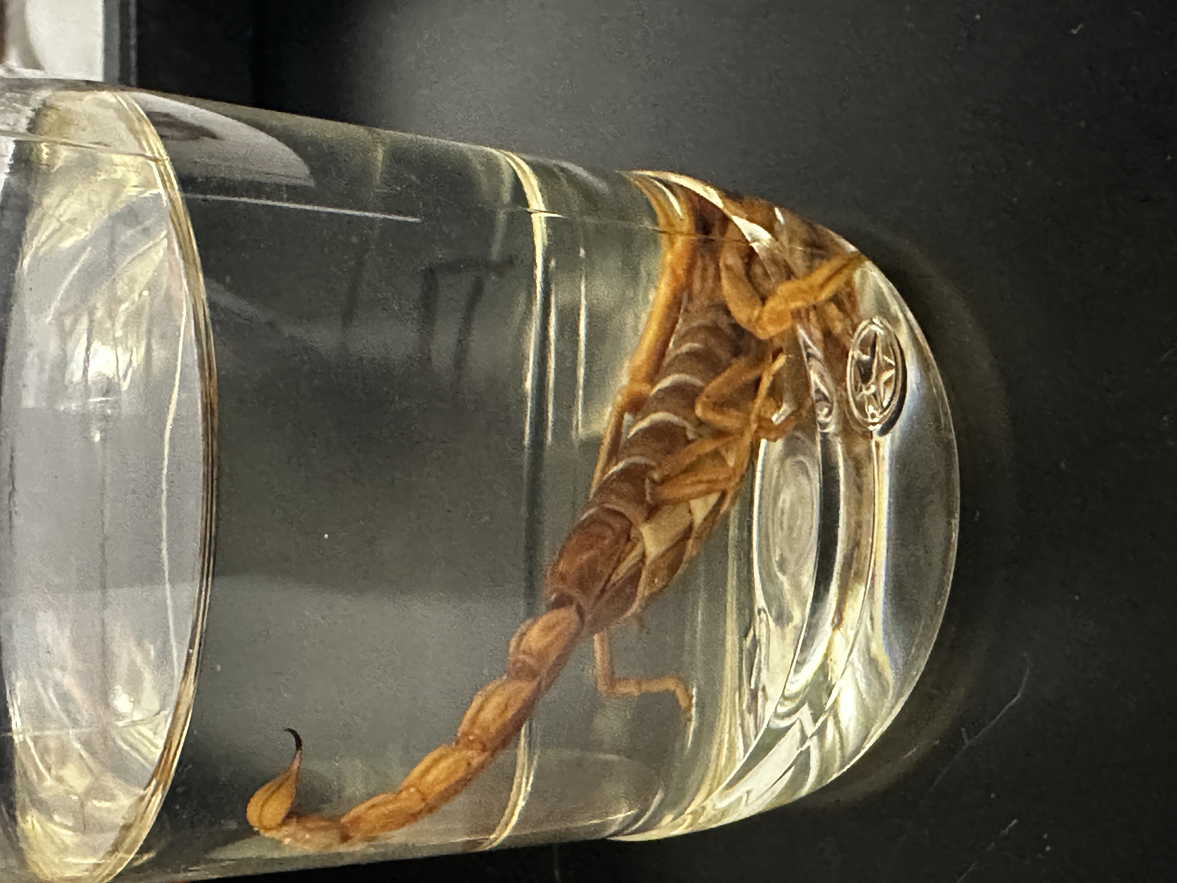 <p>Identify (Grouping(s), Phylum, Subphylum)</p>