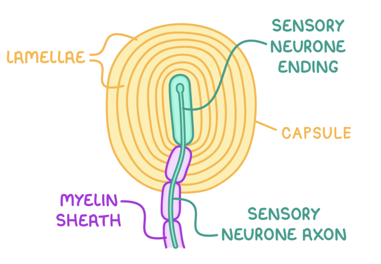 <ul><li><p>(sensory neurone) axon</p></li><li><p>(sensory) neurone ending </p></li></ul><p></p>