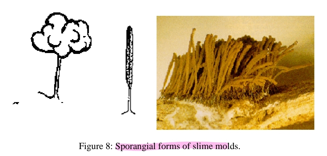 <p>fruiting bodies - sporangia</p>