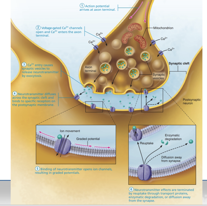 <ol><li><p><strong>Action potential arrives</strong> at the axon terminal.</p></li><li><p><strong>Voltage-gated Ca²⁺ channels open</strong>, allowing Ca²⁺ to enter the terminal.</p></li><li><p><strong>Ca²⁺ triggers synaptic vesicles</strong> to release neurotransmitters via <strong>exocytosis</strong> into the synaptic cleft.</p><ul><li><p>More frequent impulses → more vesicles released.</p></li></ul></li><li><p><strong>Neurotransmitters diffuse</strong> across the synaptic cleft and bind to <strong>postsynaptic receptors</strong>.</p></li><li><p><strong>Ion channels open</strong> on the postsynaptic neuron → graded potentials form → neuron may be <strong>excited or inhibited</strong> depending on the neurotransmitter.</p></li><li><p><strong>Neurotransmitter effects end</strong> via:</p><ul><li><p><strong>Reuptake</strong> by cells (e.g., astrocytes)</p></li><li><p><strong>Enzymatic degradation</strong></p></li><li><p><strong>Diffusion away</strong> from the synapse</p></li></ul></li></ol><p></p>