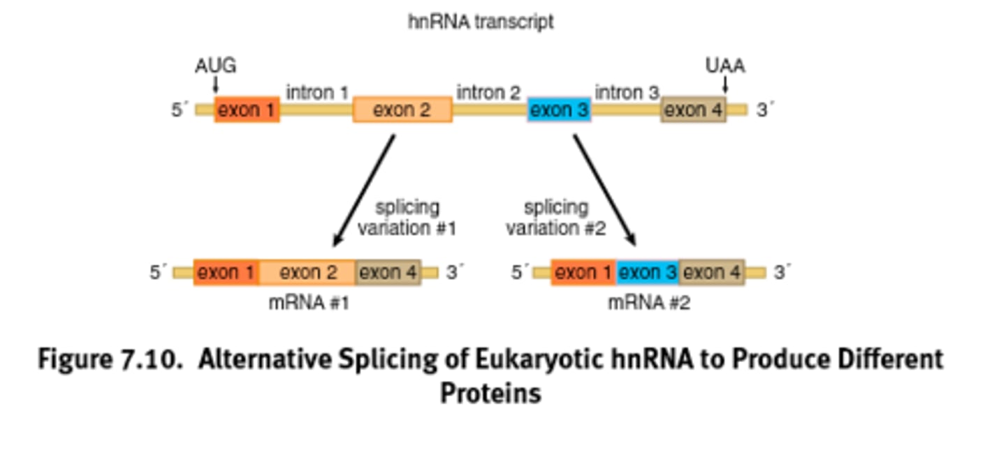 <p>Alternative splicing</p>