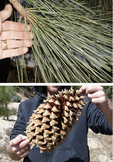 <ul><li><p>very long 12” needles in bundles of 3</p></li><li><p>heavy cones</p></li><li><p>“widow maker”</p></li></ul><p></p>