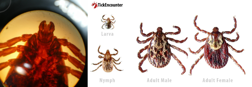 <p><span>Dermacentor annulatas/variabilis/Dog - </span>hard tick. Rocky Mountain spotted fever</p>