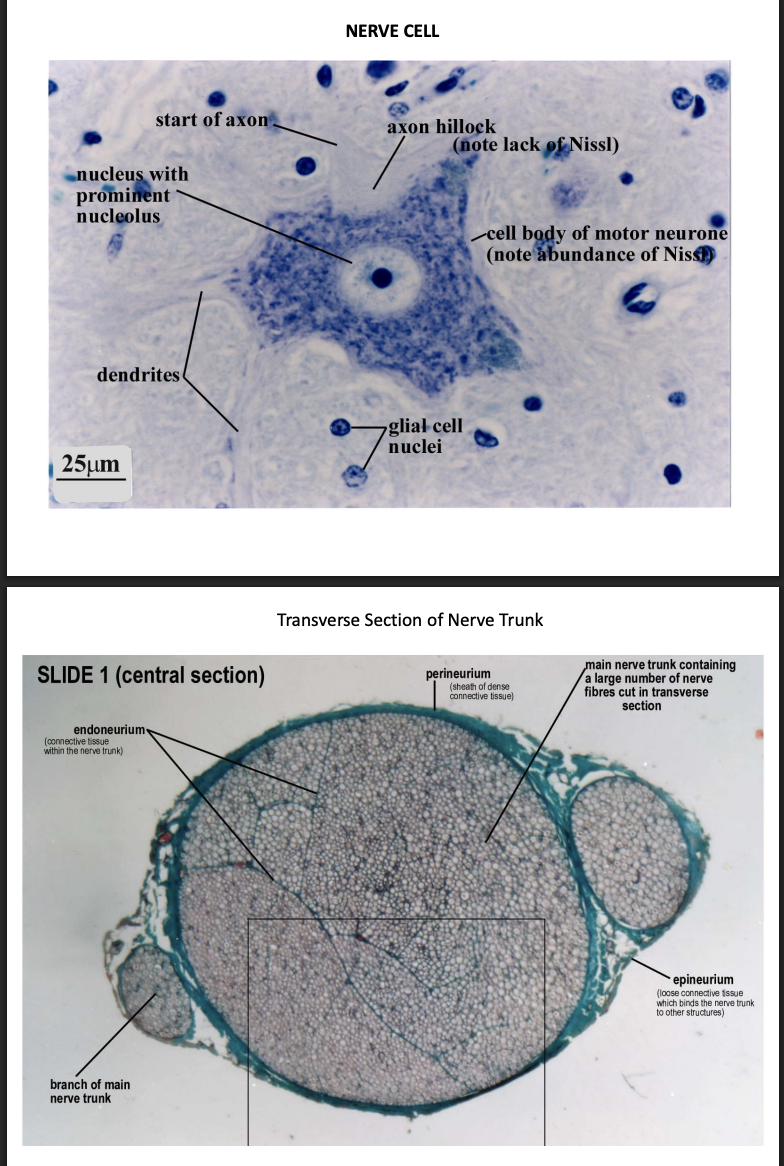 <ol start="2"><li><p>Nervous tissue</p></li></ol><p></p>