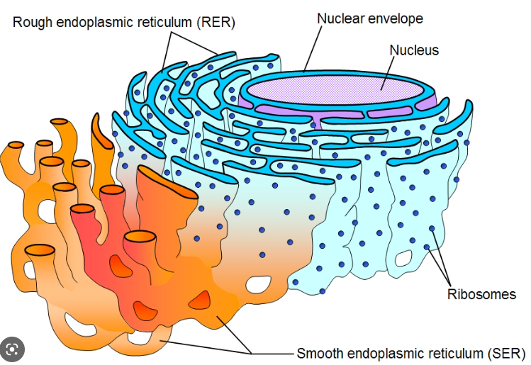 * System of membranes containing cisternae that are continuous with nuclear membrane
* ==No ribosomes== 