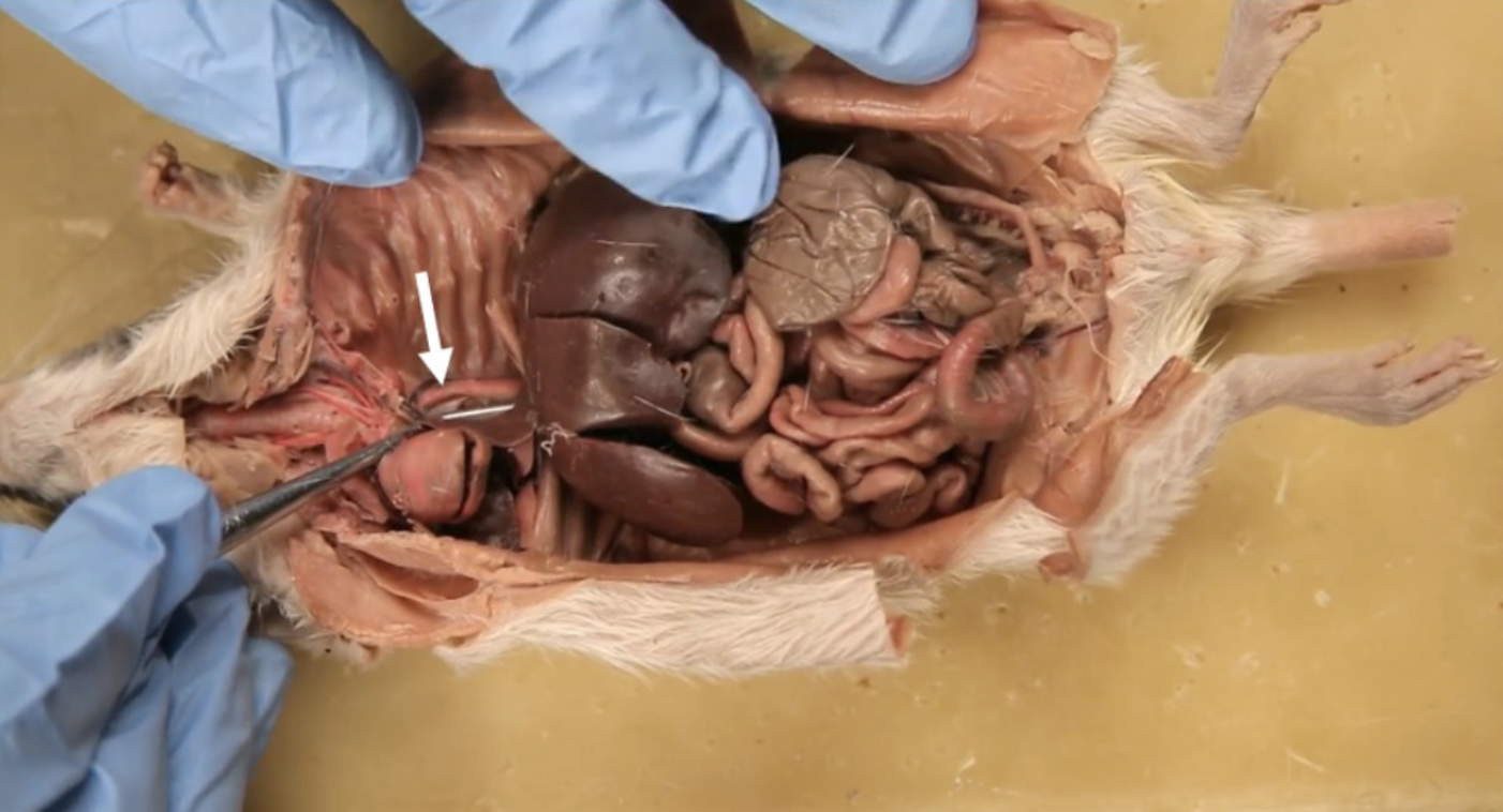 <p>What is this?</p>