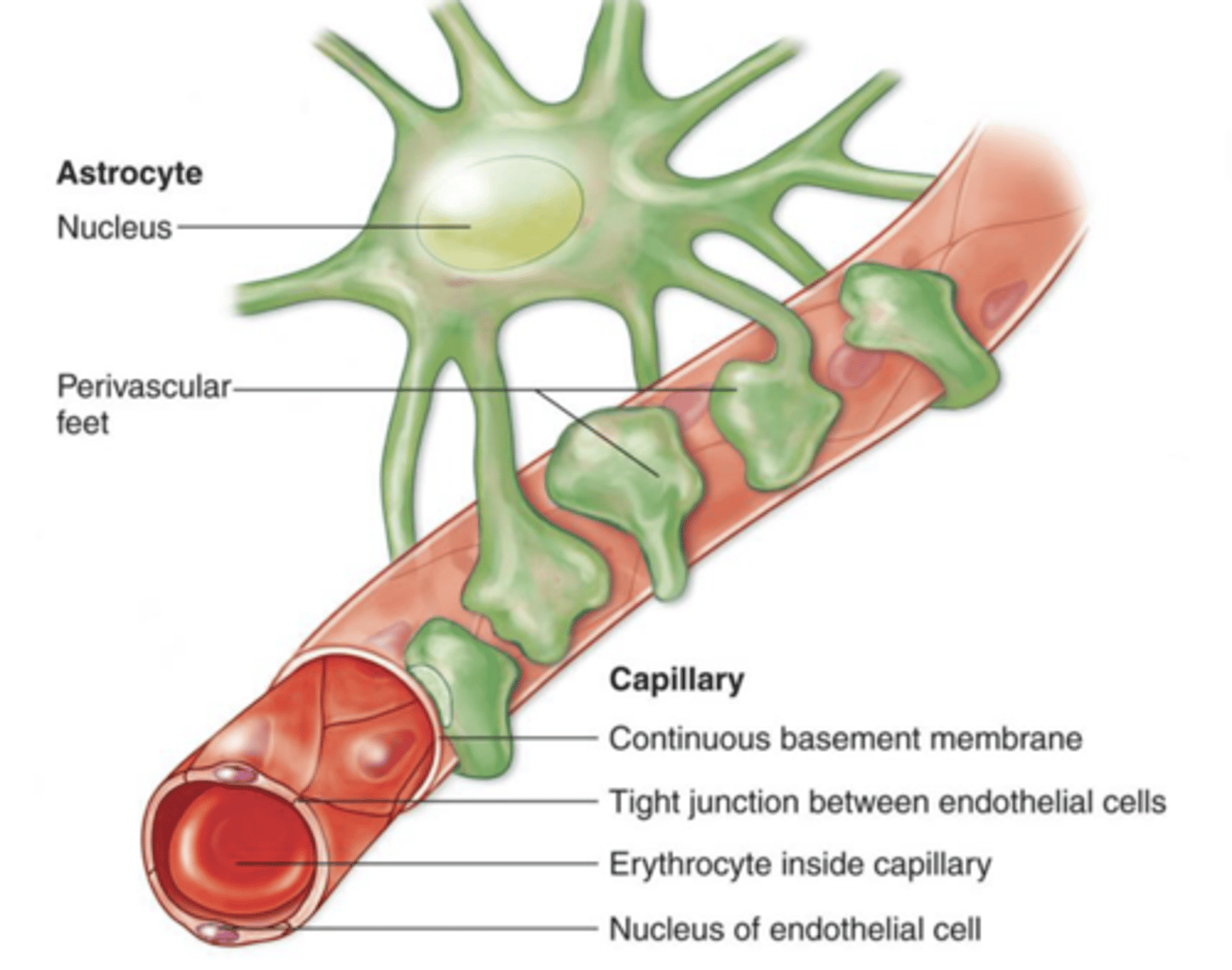 <p>what are the 3 specializations of the blood-brain barrier?</p>