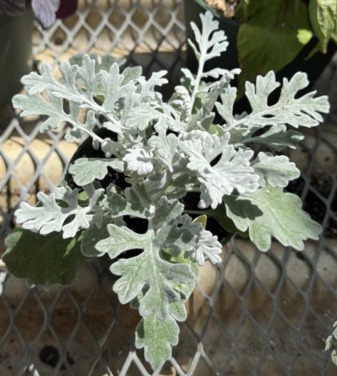 <p>What is the Latin name for this plant?</p>