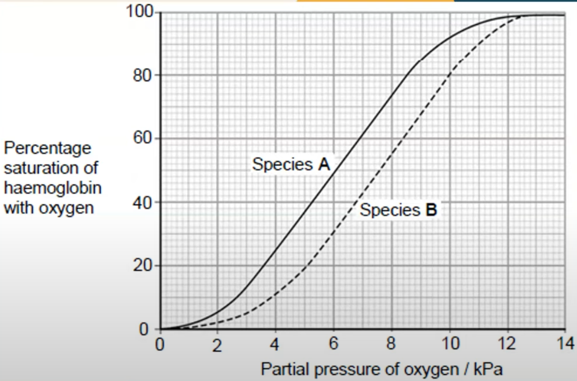 <p>Species B, the rat, is more active than species A, the human. Use the graph to <strong>explain</strong> how the haemoglobin of the rats allows a greater level of activity. (4)</p>