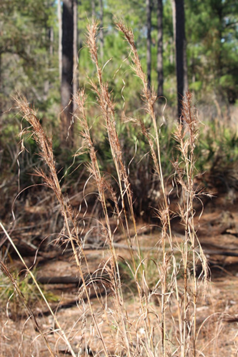 <p>what is the name of the plant pictured here?</p>