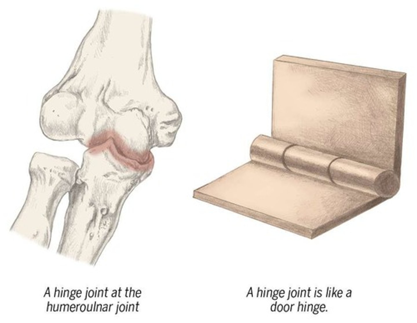 <p>Hinge joint.</p>