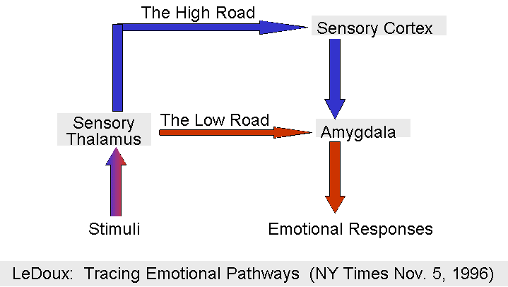 <p>one of the emotion theories</p><p>= emotions are evaluated along two roads: the &quot;Low Road&quot; and the &quot;High Road&quot;</p><p>= Emotions motivate people to respond quickly to stimuli in the environment, which helps improve the chances of success and survival.</p><p></p><p>Low:</p><p>= elicits defensive responses without conscious thought</p><ul><li><p>amygdala has evolved to process threats really fast</p></li></ul><p>ex. visual input of a snake is received by thalamus, projected to the amygdala, which sends its signals directly to areas of the brain responsible for generating self defense behavior.</p><p></p><p>High:</p><p>= involves and indirect pathway to the amygdala. In this case thalamic info is transmitted to the sensory cortex where it is further processed and evaluated for level of threat prior to being sent to the amygdala.</p><ul><li><p>takes longer than low road</p></li></ul><p>ex. sensory cortex recognizes that the “snake” is in fact just a wiggly stick → tells parasympathetic system to bring you back down</p>