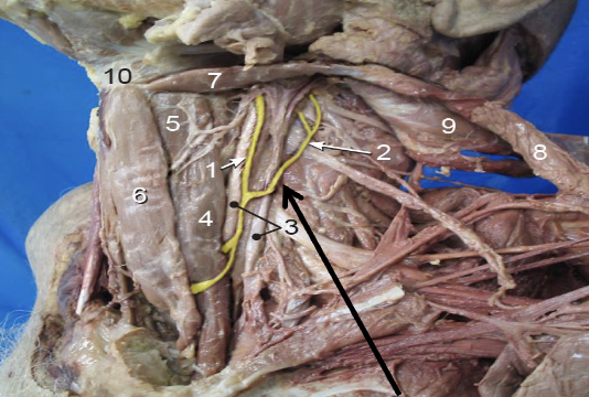 What number is the ansa cervicalis? Find the 2 roots and name them