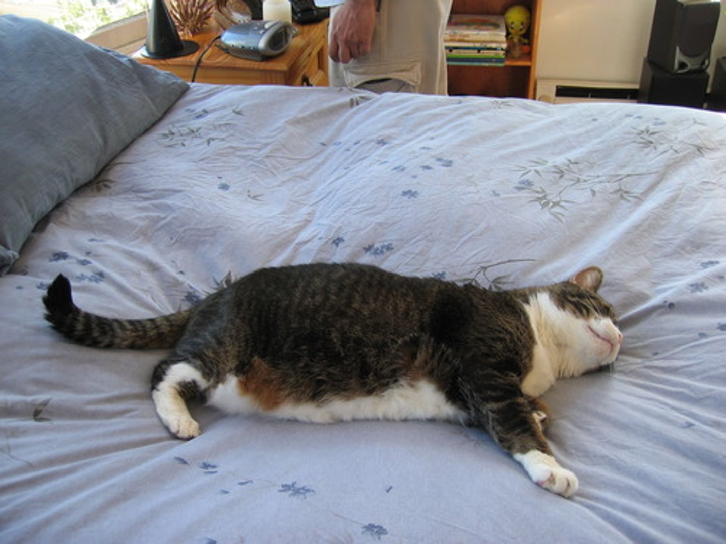 <p>To rest; lie; place; relaxation, peace of mind, calmness.</p>
