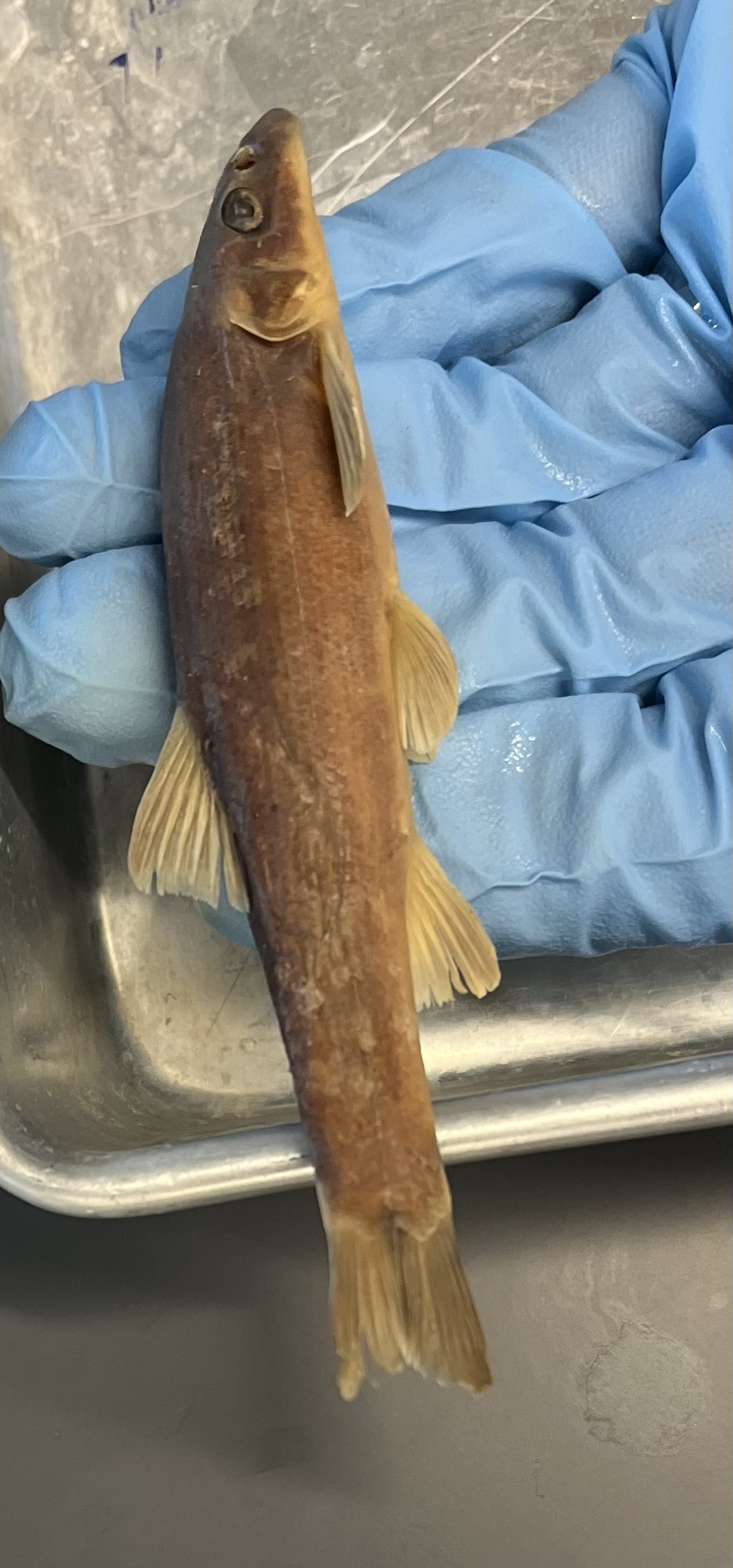 <p>Stoneroller energy</p><p>Dark to light ombree</p><p>Prominent white lines on fins</p>