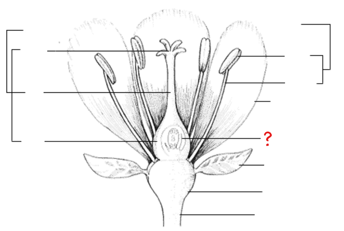<p>develops into the seed; found within the locules of the ovary and attached to the placenta</p>