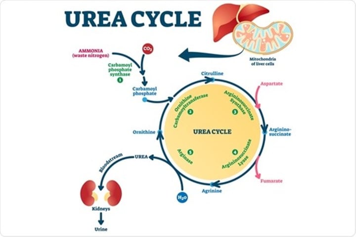 <p>- ammonia is the product of leftover amino acids in the intestines<br>- the liver takes ammonia and turns it into urea using enzymes<br>- Ammonia is then transferred to the kidneys via the bloodstream for excretion in urine</p>
