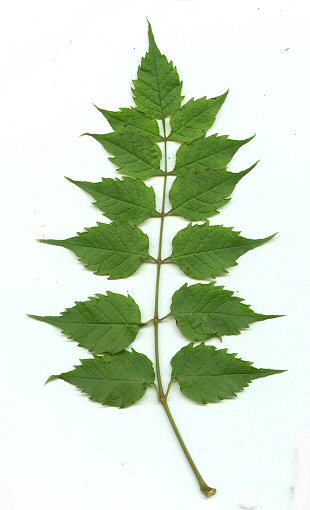 <p>Trumpetcreeper scientific name</p>
