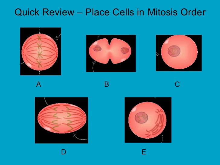 place these cells in order of mitosis 